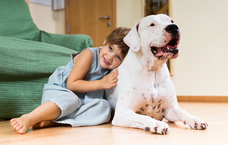 Nice girl toddler on the floor with dogo Argentino